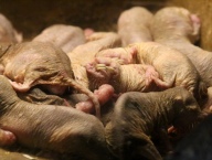 Naked mole rat (Heterocephalus glaber; Zoo Singapore)